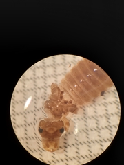 Erpetogomphus