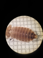 Erpetogomphus