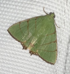 Eulepidotis viridissima