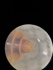 Erpetogomphus