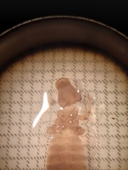 Erpetogomphus