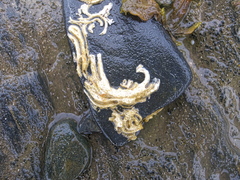 Spirobranchus lamarcki