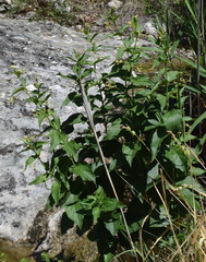 Vincetoxicum hirundinaria