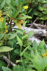 Hieracium subsvaneticum