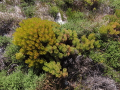 Serruria glomerata × villosa