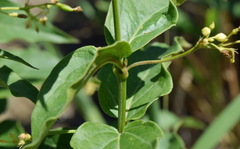 Vincetoxicum hirundinaria