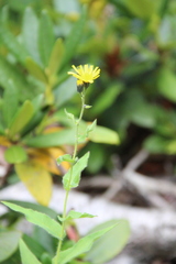 Hieracium subsvaneticum