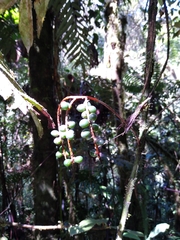 Chamaedorea pinnatifrons