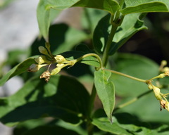 Vincetoxicum hirundinaria