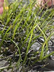 Podostemum ceratophyllum