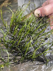 Podostemum ceratophyllum