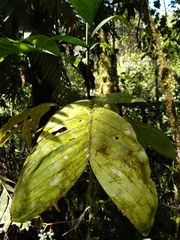 Chamaedorea pinnatifrons