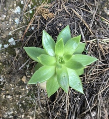 Dudleya farinosa