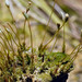 Algal Haircap Moss - Photo (c) George Shepherd, some rights reserved (CC BY-NC-SA)