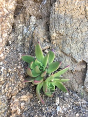 Dudleya farinosa