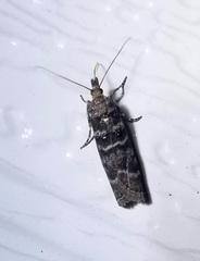 Ortholepis pasadamia