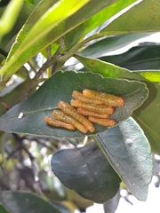 Heraclides anchisiades capys