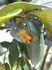 Heraclides anchisiades capys