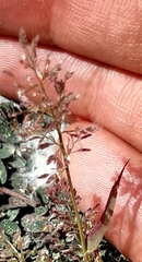 Eragrostis cilianensis