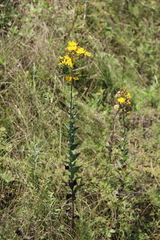 Hieracium virgultorum
