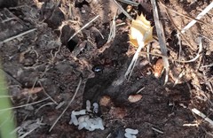 Camponotus sylvaticus