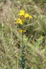 Hieracium virgultorum