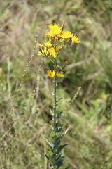 Hieracium virgultorum