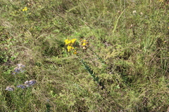 Hieracium virgultorum