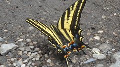 Papilio pilumnus