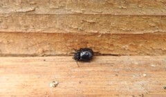 Steatoda hespera