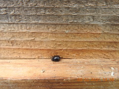 Steatoda hespera