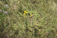 Hieracium virgultorum