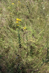 Hieracium virgultorum