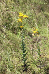 Hieracium virgultorum
