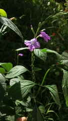 Bouchea pseudogervao