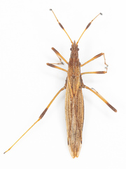 Berytinae