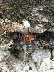 Steatoda nobilis