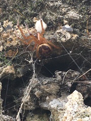 Steatoda nobilis