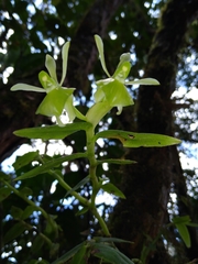 Epidendrum falcivesicicaule