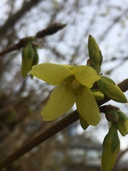 Forsythia