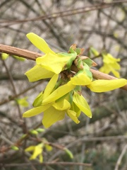 Forsythia