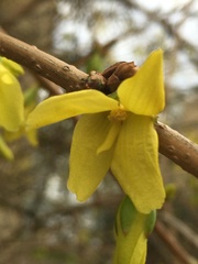 Forsythia