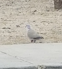 Streptopelia decaocto
