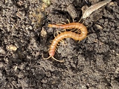 Scolopocryptops peregrinator