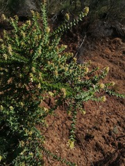 Aspalathus complicata