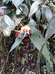 Sobralia luerorum