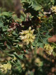 Aspalathus complicata