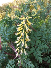Corydalis heterocarpa
