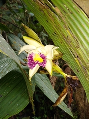 Sobralia luerorum