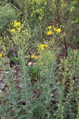 Hieracium virosum